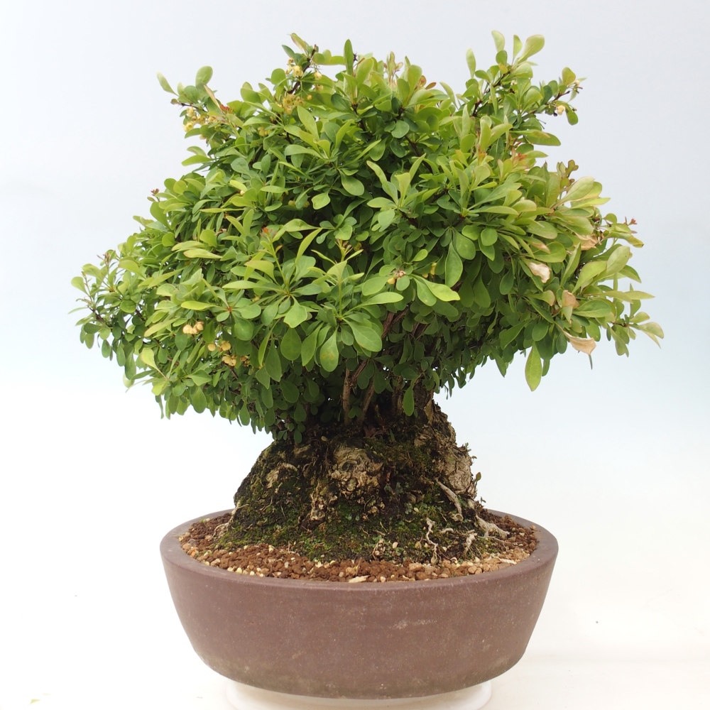 Venkovní bonsai - Dřišťál - Berberis thunbergii atropurpurea
