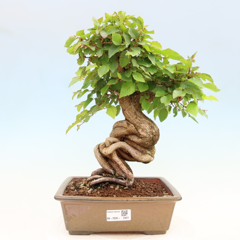 Venkovní bonsai -Carpinus Coreana - Habr korejský