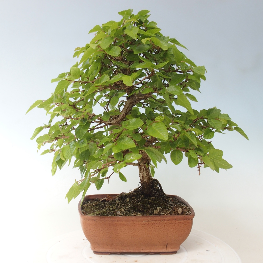 Venkovní bonsai -Carpinus CARPINOIDES - Habr korejský