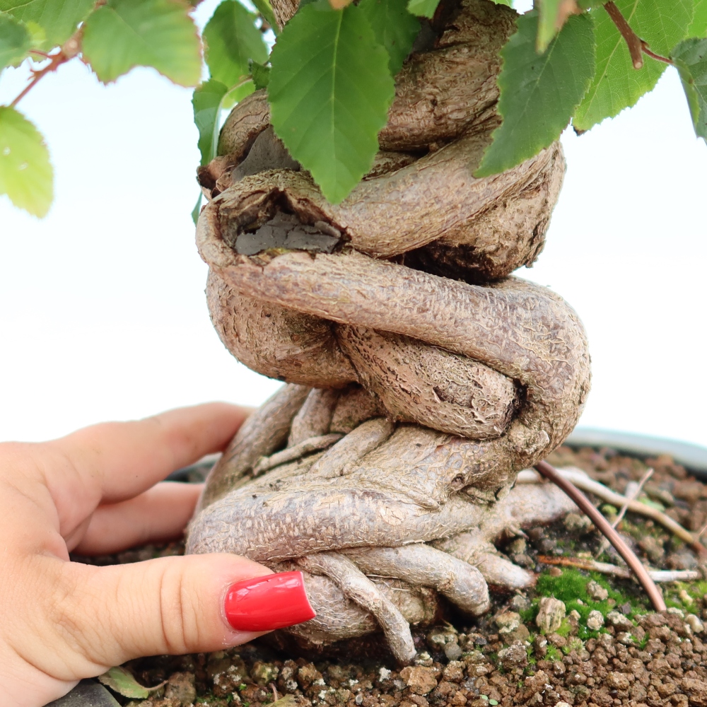 Venkovní bonsai -Carpinus Coreana - Habr korejský