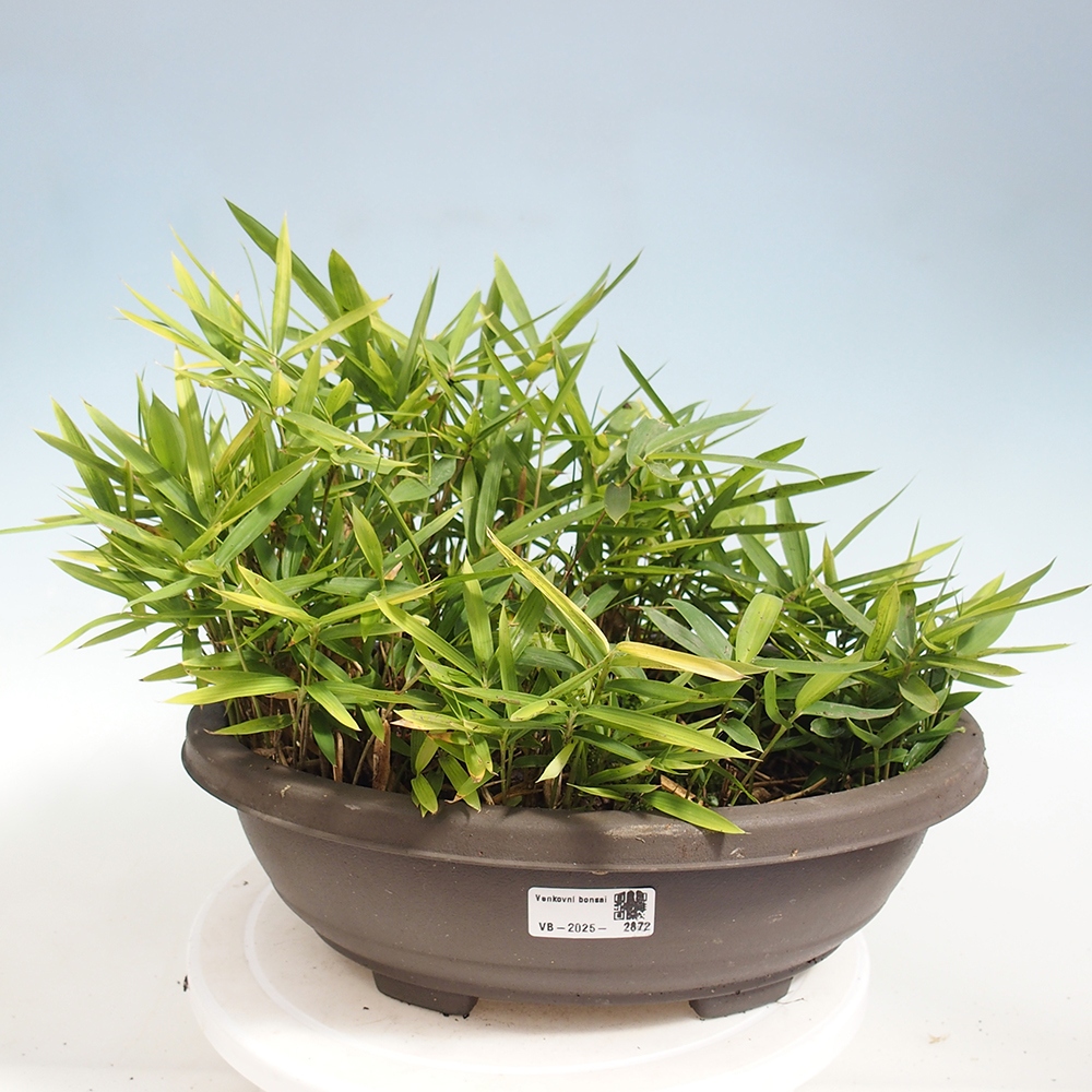 Venkovní bonsai - Pleioblastus argenteostriatus f.pumilus - Bambus zakrslý 