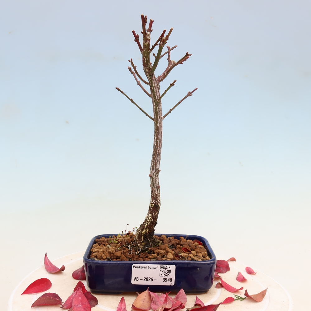 Venkovní bonsai -  Euonymus alatus comactus  - brslen křídlatý