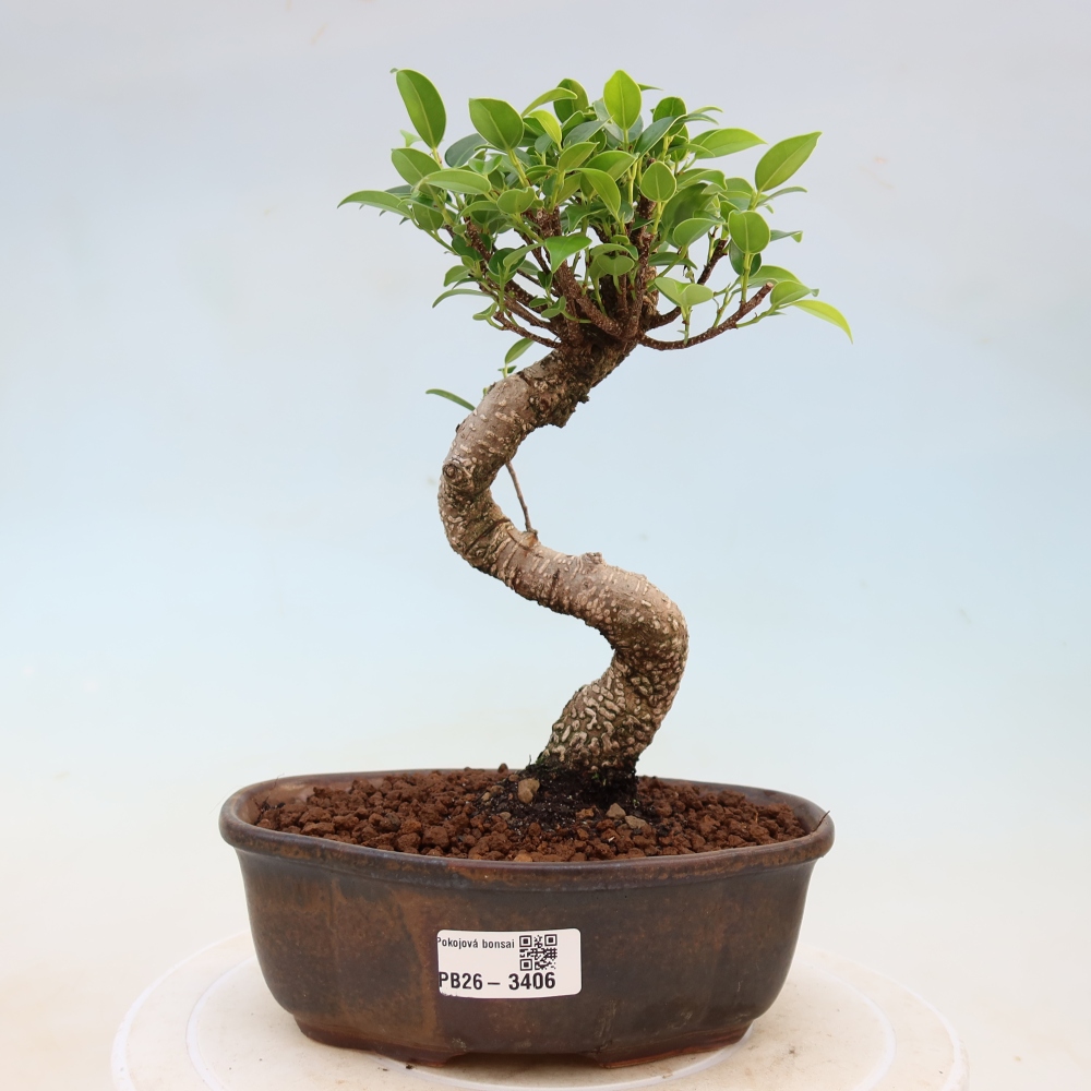 Pokojová bonsai - Ficus kimmen -  malolistý fíkus