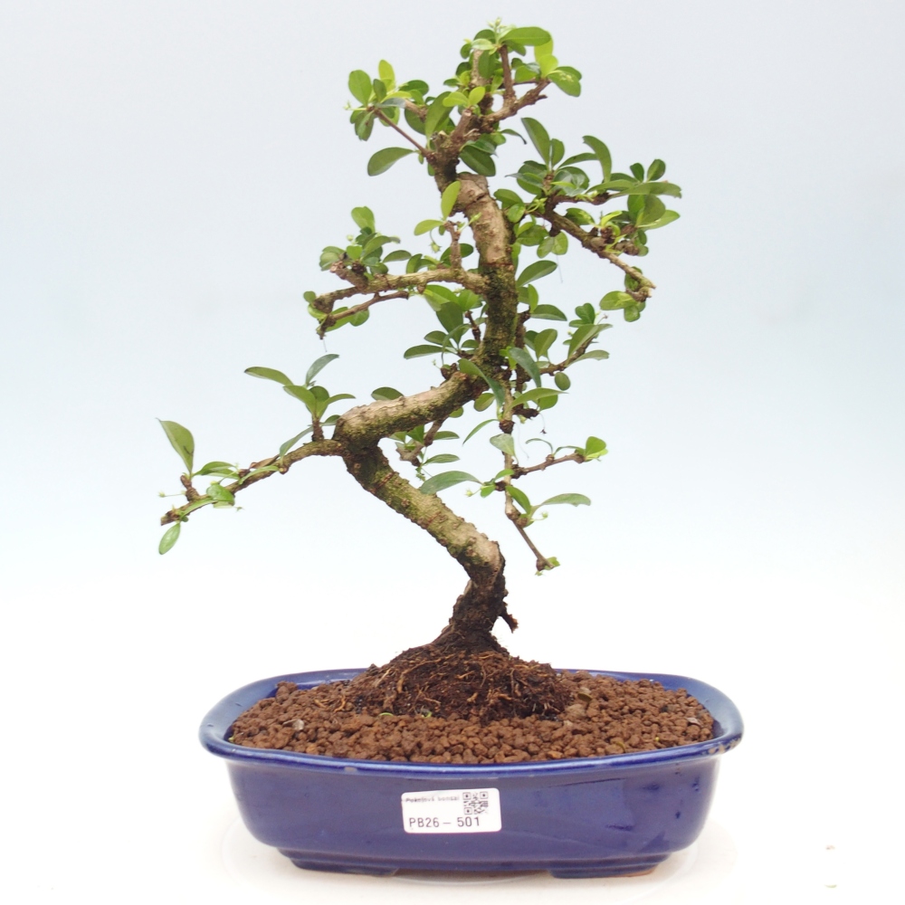 Pokojová bonsai - Carmona macrophylla - Čaj fuki
