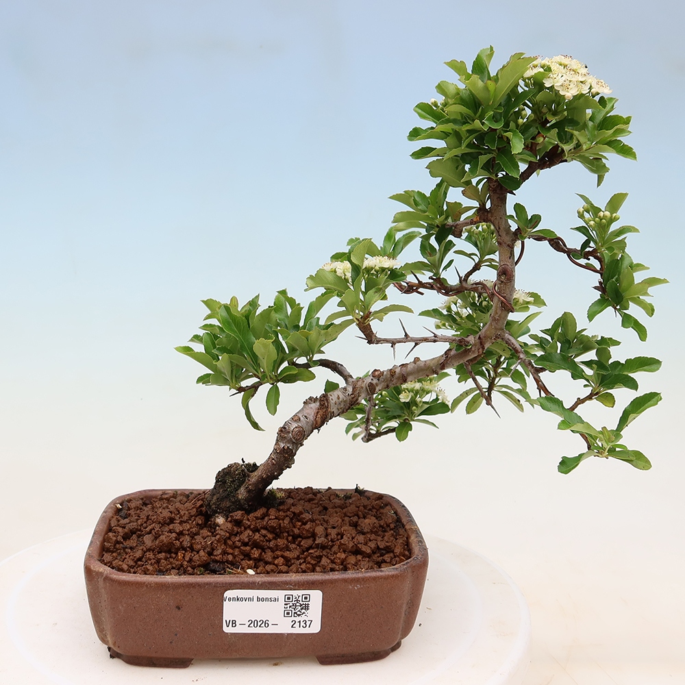 Venkovní bonsai - Pyracantha teton - Hlohyně šarlatová