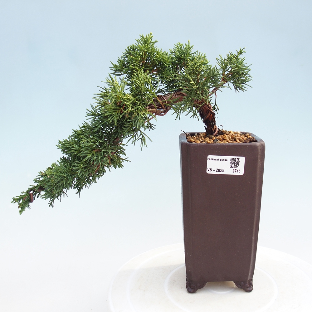 Venkovní bonsai - Juniperus chinensis Kishu -Jalovec čínský
