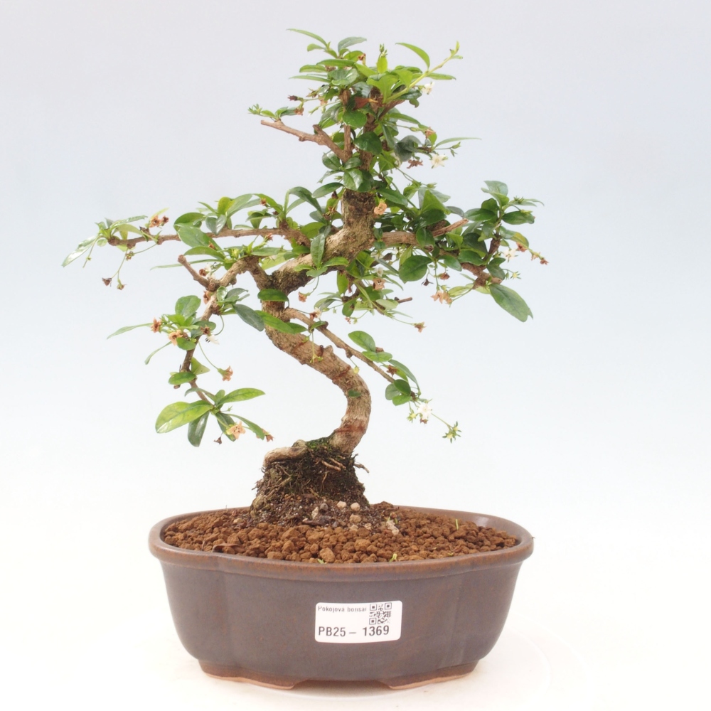 Pokojová bonsai - Carmona macrophylla - Čaj fuki
