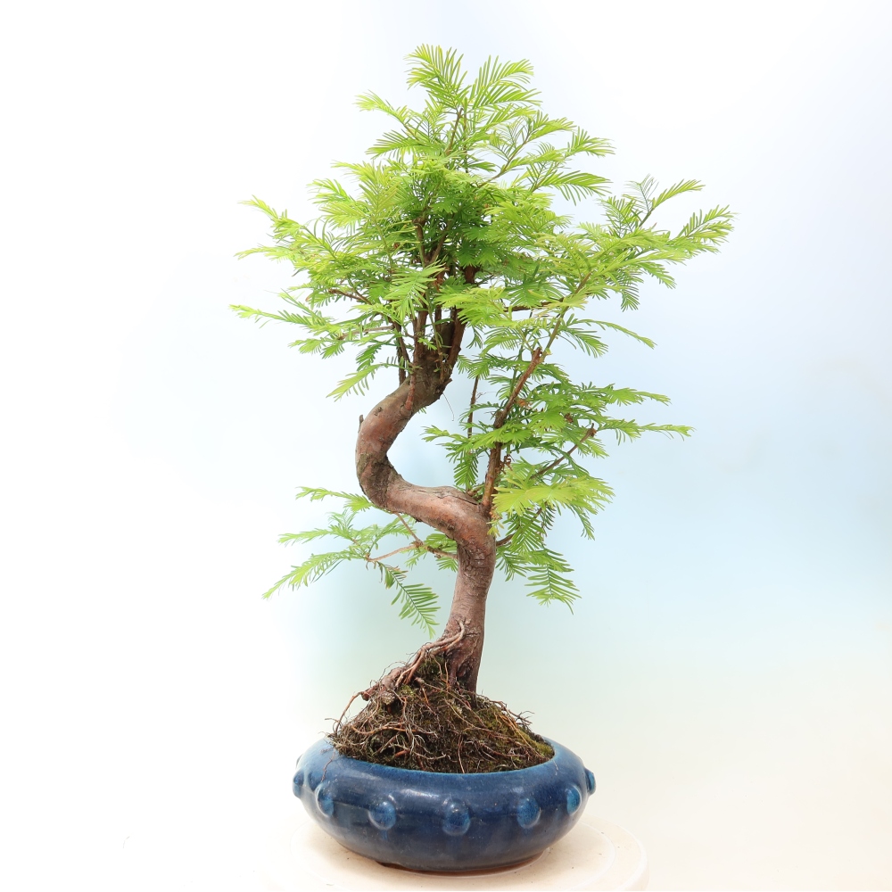Venkovní bonsai - Metasequoia glyptostroboides - Metasekvoje čínská