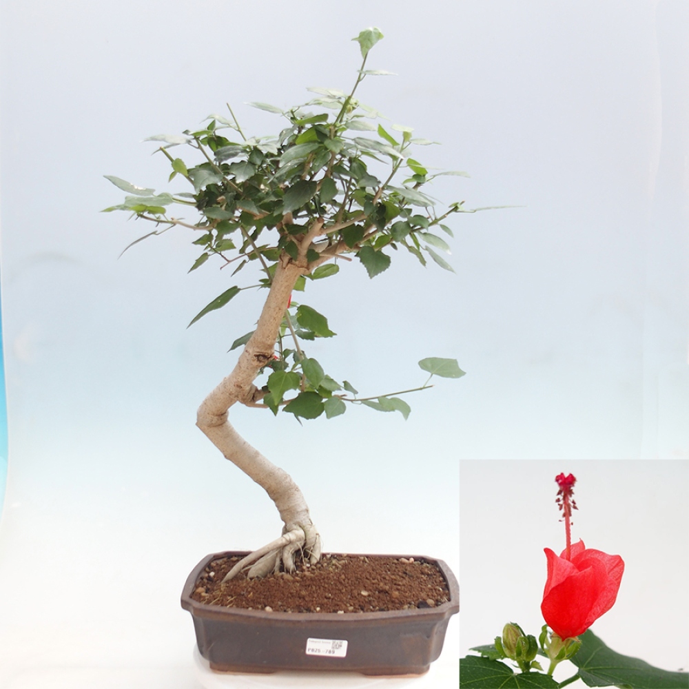 Pokojová bonsai - Malvaviscus arboreus - ibiškovec dřevnatý