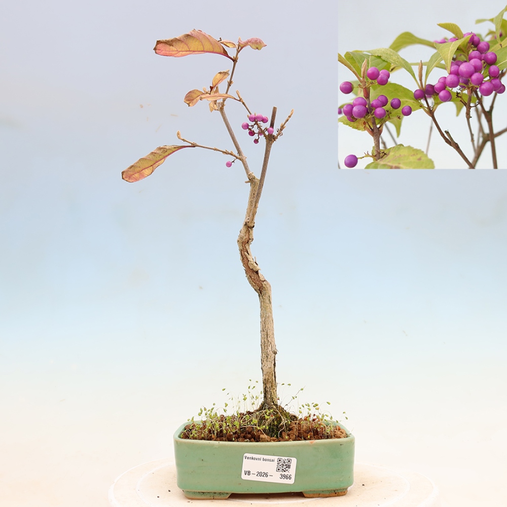 Venkovní bonsai - krásnoplodka - Callicarpa bodinierova profusion