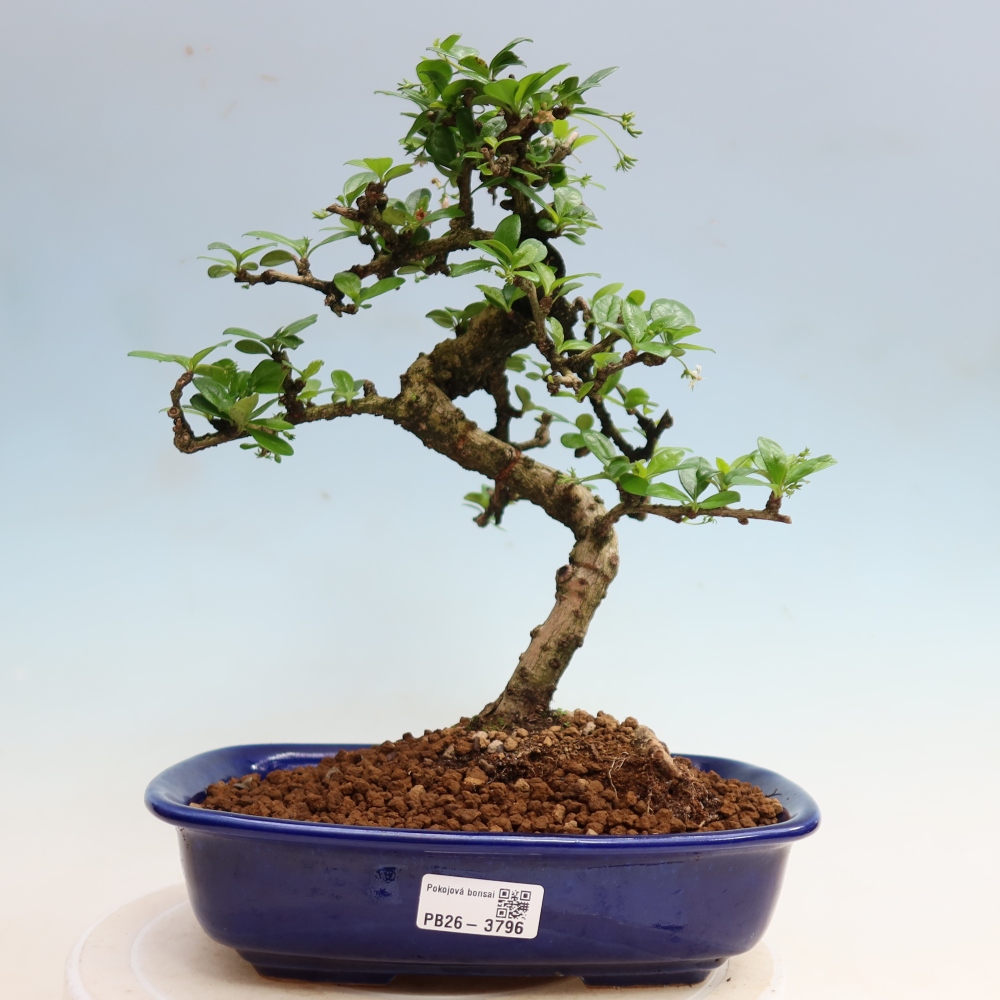 Pokojová bonsai - Carmona macrophylla - Čaj fuki