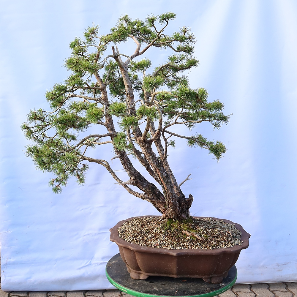 Pinus sylvestris Španělsko - borovice lesní