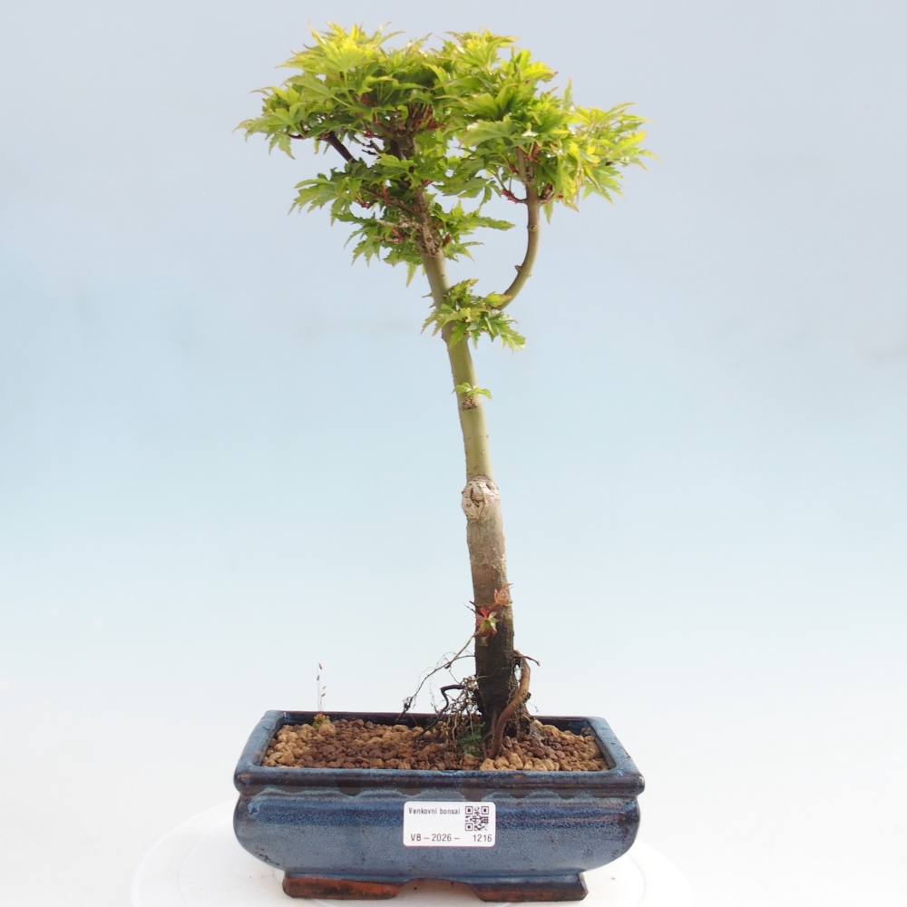 Venkovní bonsai -Javor dlanitolistý Acer palmatum Shishigashira
