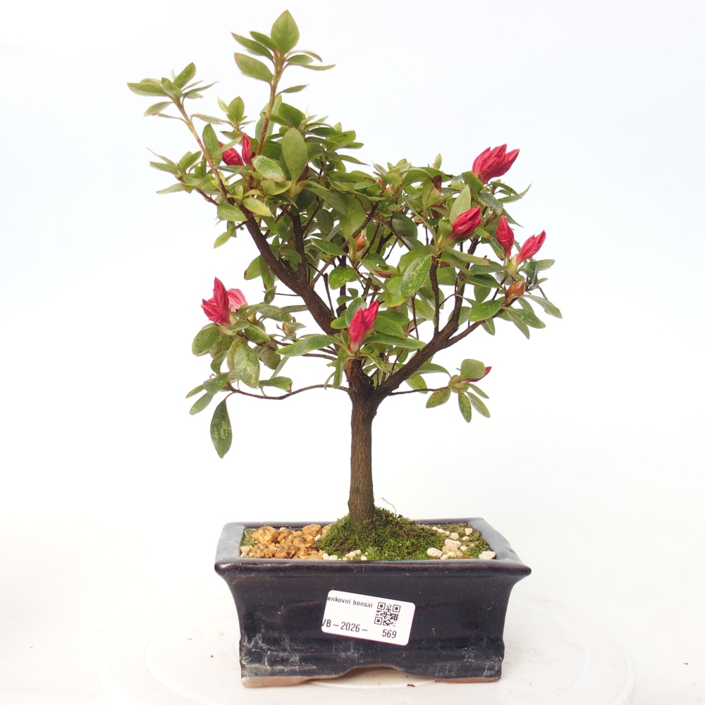 Venkovní bonsai - Japonská azalka - Azalea sp.