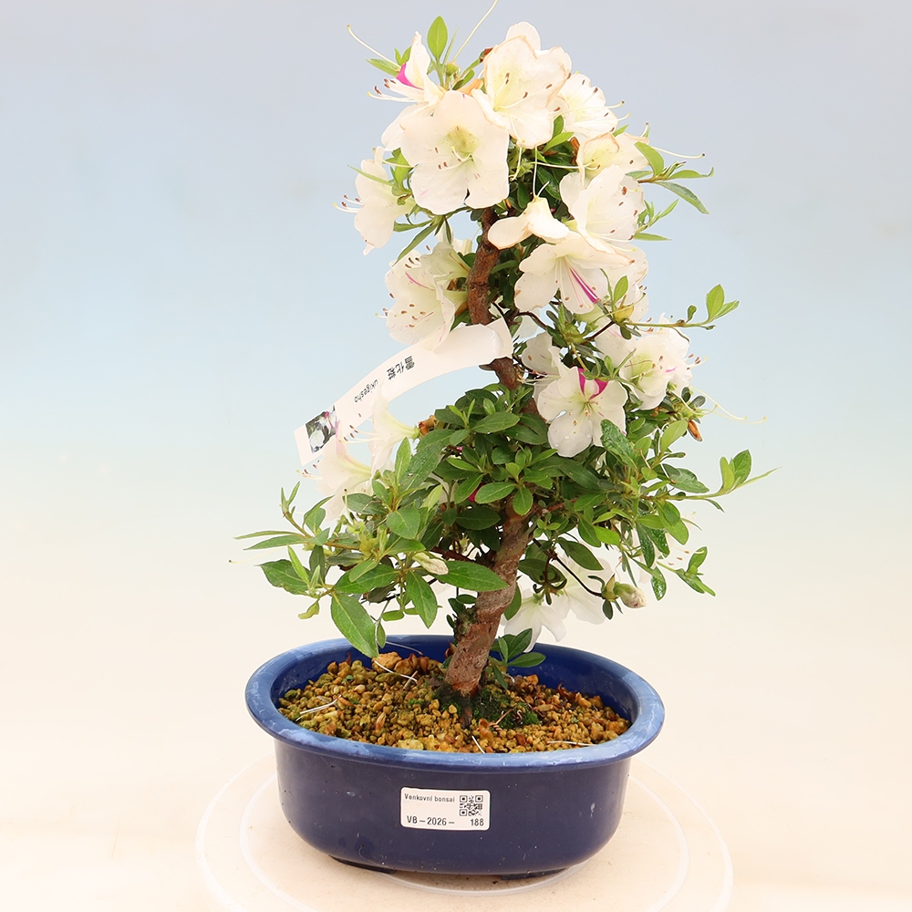 Venkovní bonsai - Japonská azalka - Azalea Yukigesho