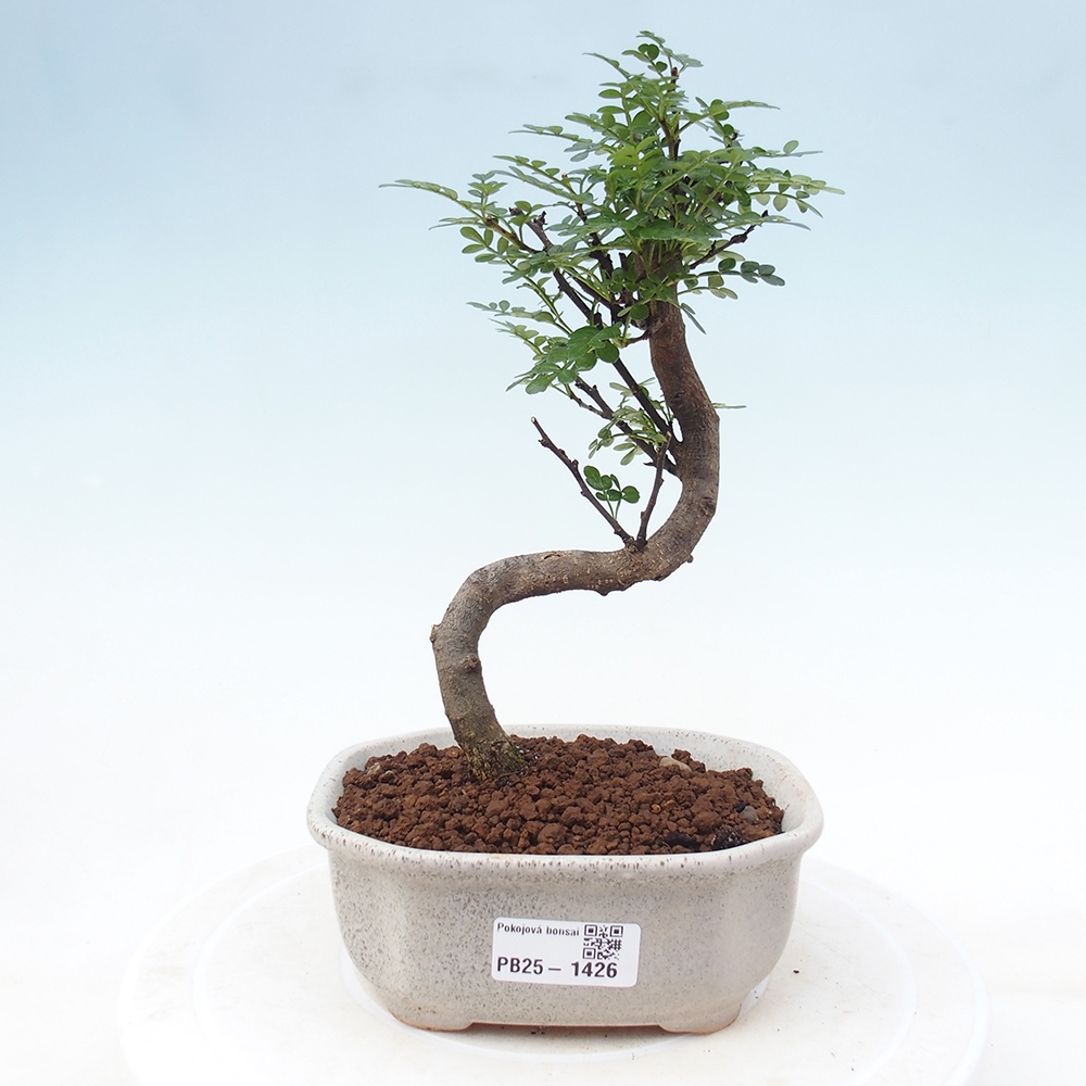 Pokojová bonsai - Zantoxylum piperitum - pepřovník