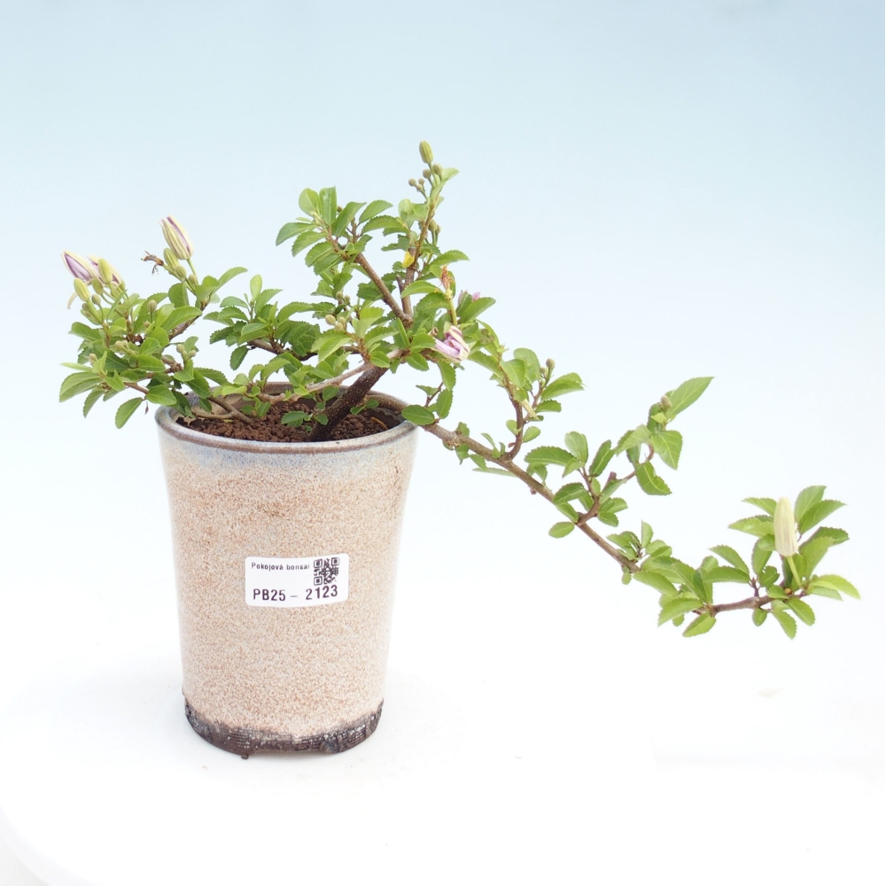 Pokojová bonsai - Grewia occidentalis - Hvězdice levandulová