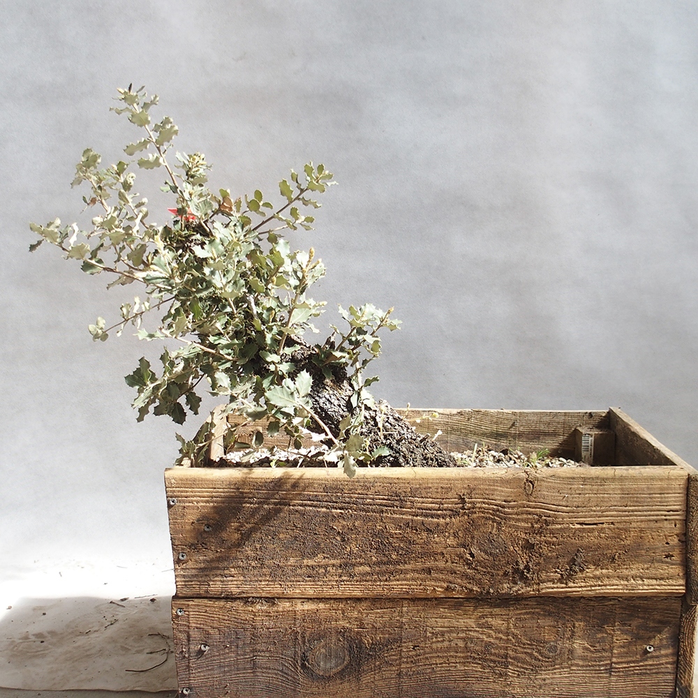 Venkovní bonsai Quercus coccifera - Dub Kermesový