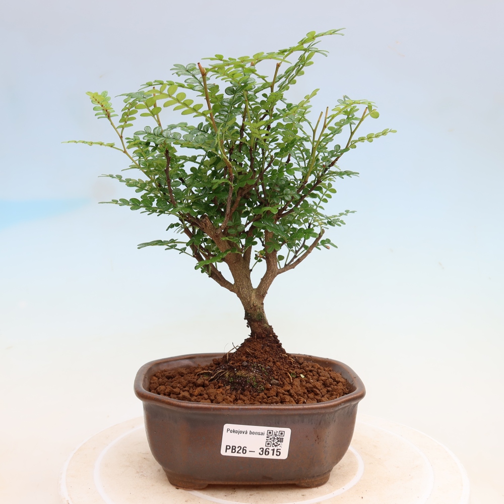 Pokojová bonsai - Zantoxylum piperitum - Pepřovník