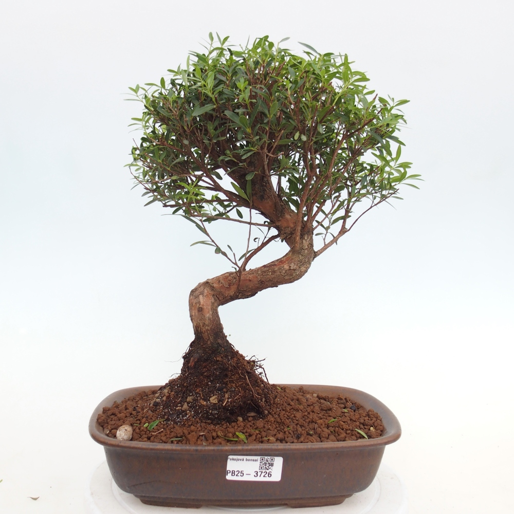 Pokojová bonsai - Syzygium - Pimentovník