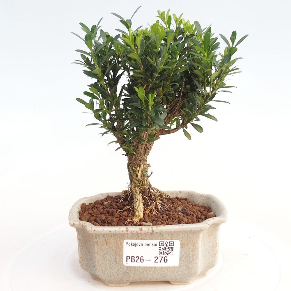 Pokojová bonsai - Buxus harlandii -korkový buxus