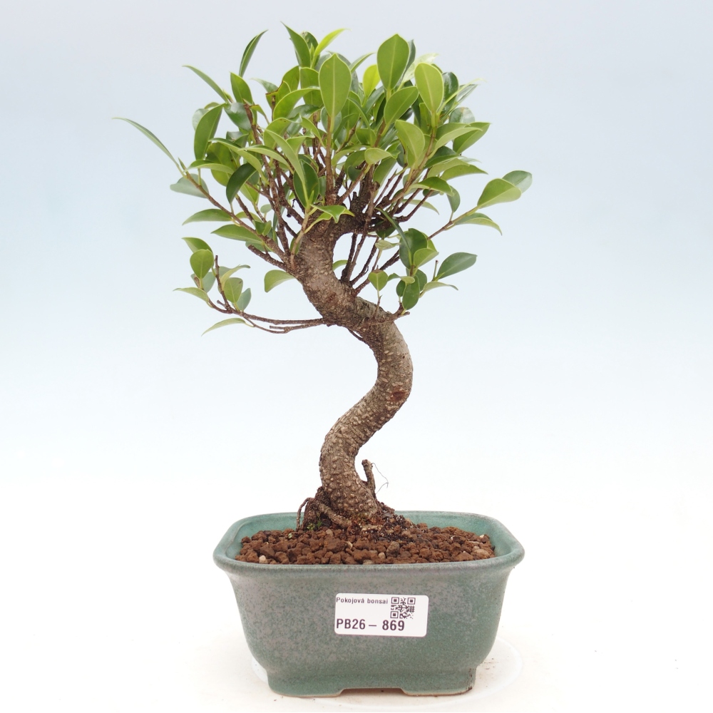 Pokojová bonsai - Ficus retusa -  malolistý fíkus