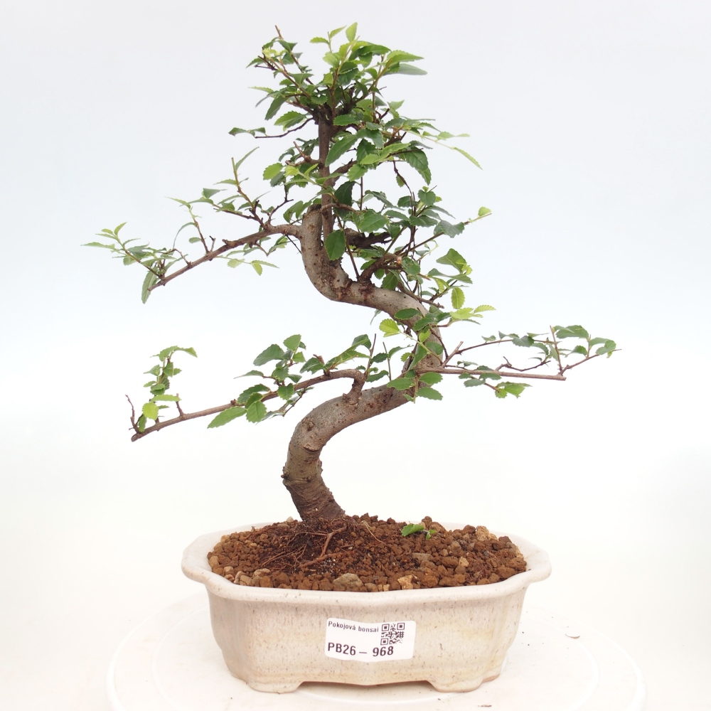 Pokojová bonsai - Ulmus parvifolia - Malolistý jilm