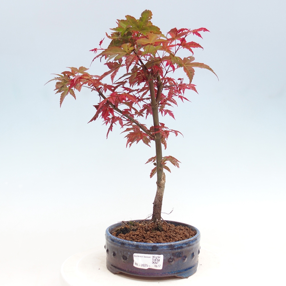 Venkovní bonsai - Javor dlanitolistý - Acer palmatum DESHOJO