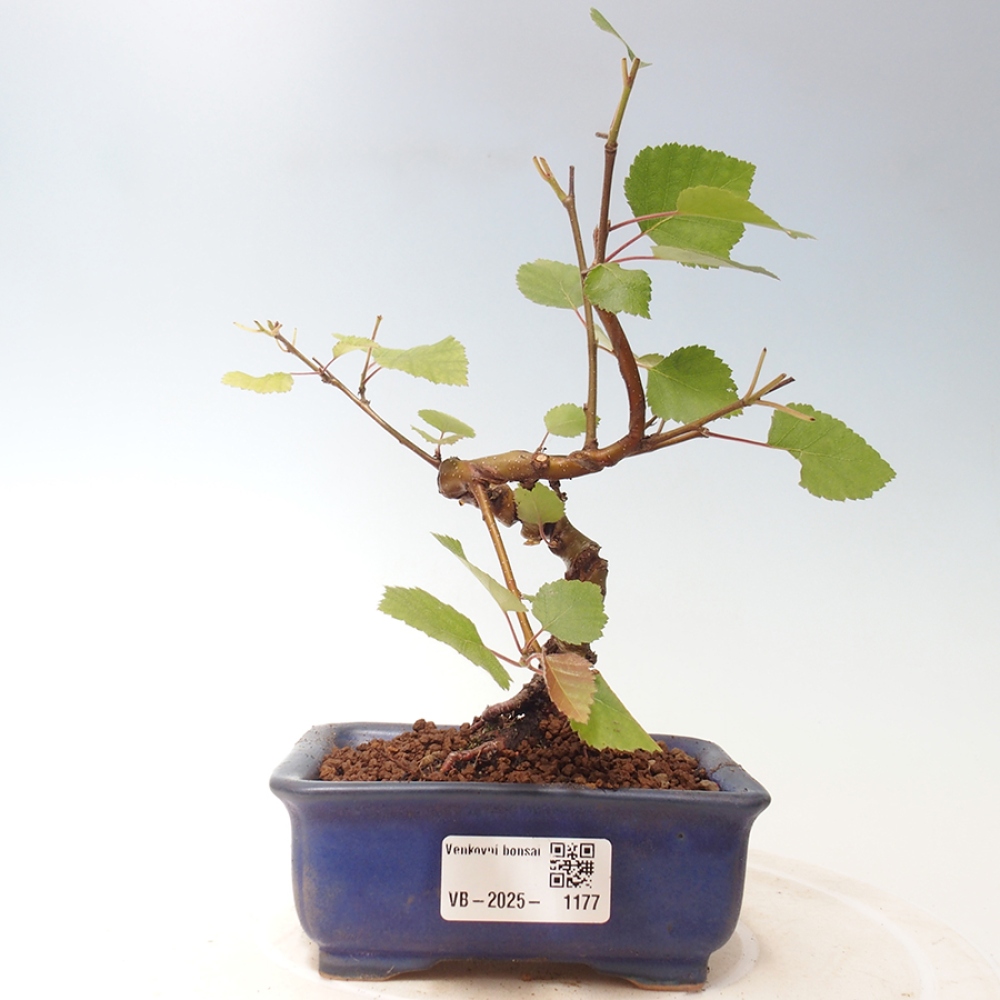 Venkovní bonsai - bříza trpasličí - Betula NANA Treasure