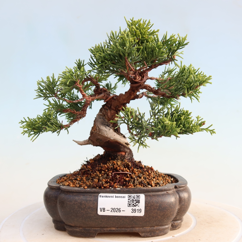 Venkovní bonsai - Juniperus chinensis Itoigawa -Jalovec čínský