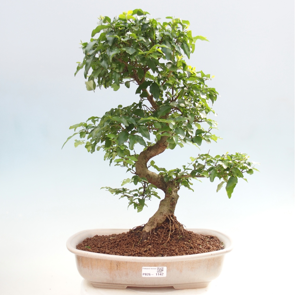 Pokojová bonsai -Ligustrum chinensis - Ptačí zob