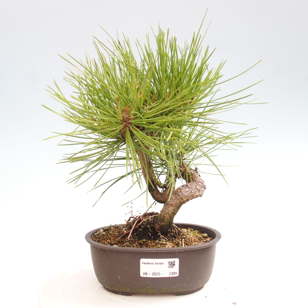 Venkovní bonsai - Pinus thunbergii - Borovice thunbergova
