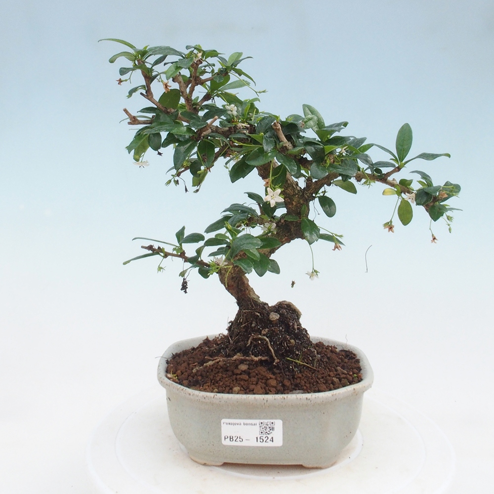 Pokojová bonsai - Carmona macrophylla - Čaj fuki