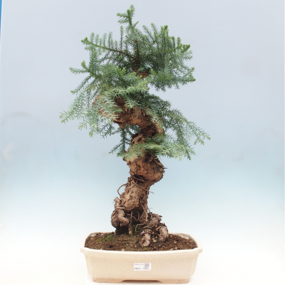 Pokojová bonsai - Araukarie - pokojový smrček