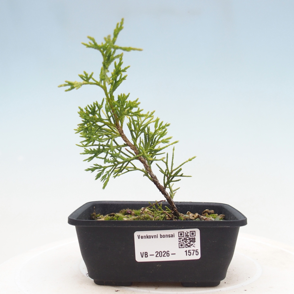 Venkovní bonsai - Juniperus chinensis Itoigawa -Jalovec čínský