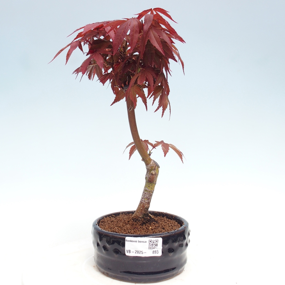 Venkovní bonsai - Acer palm. Atropurpureum-Javor dlanitolistý