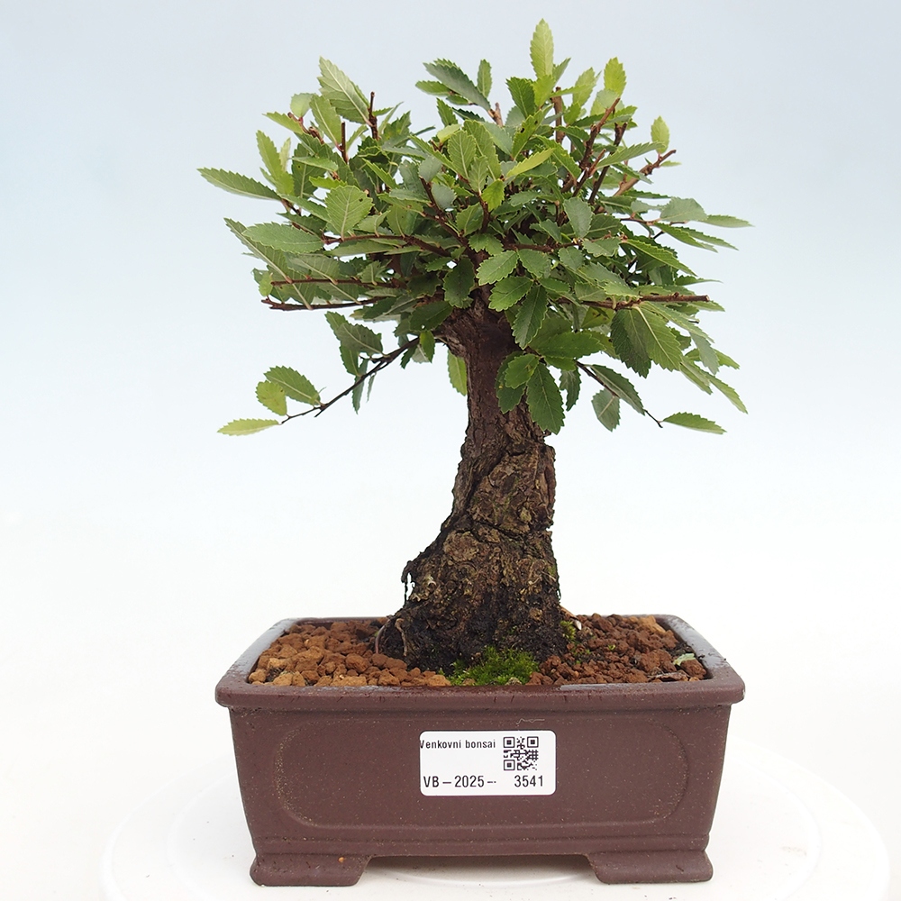 Venkovní bonsai - Zelkova - Zelkova NIRE