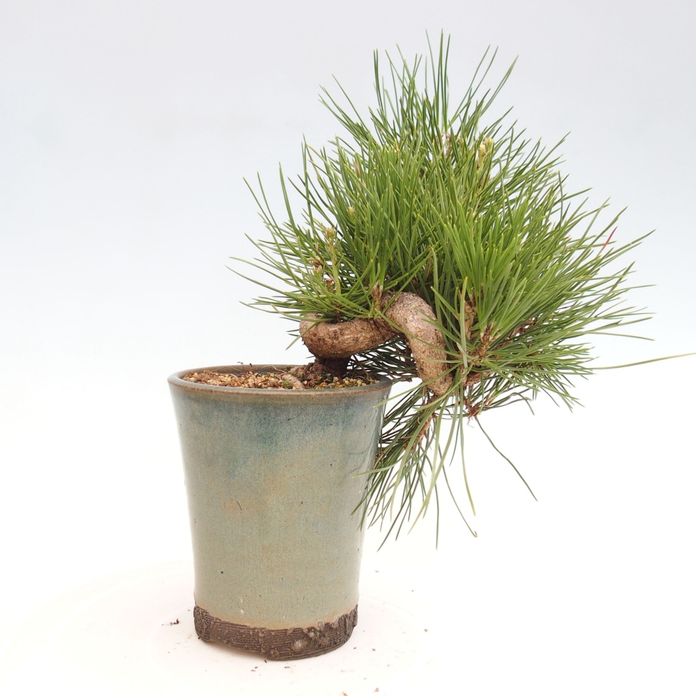 Venkovní bonsai - Pinus thunbergii - Borovice thunbergova