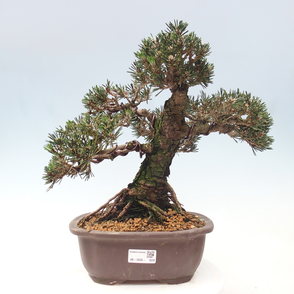 Venkovní bonsai - Pinus thunbergii Kotobuki - Borovice thunbergova
