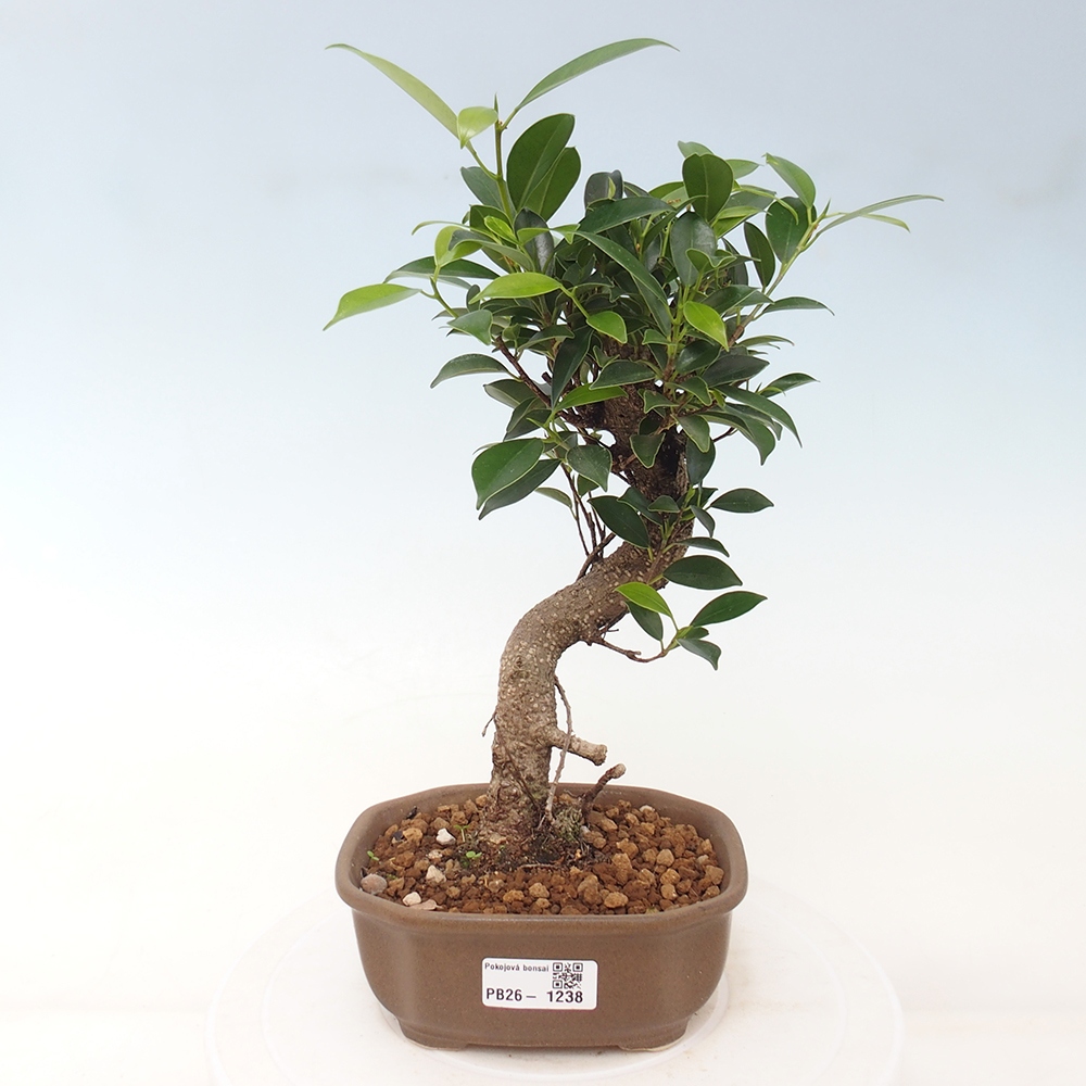 Pokojová bonsai - Ficus retusa -  malolistý fíkus