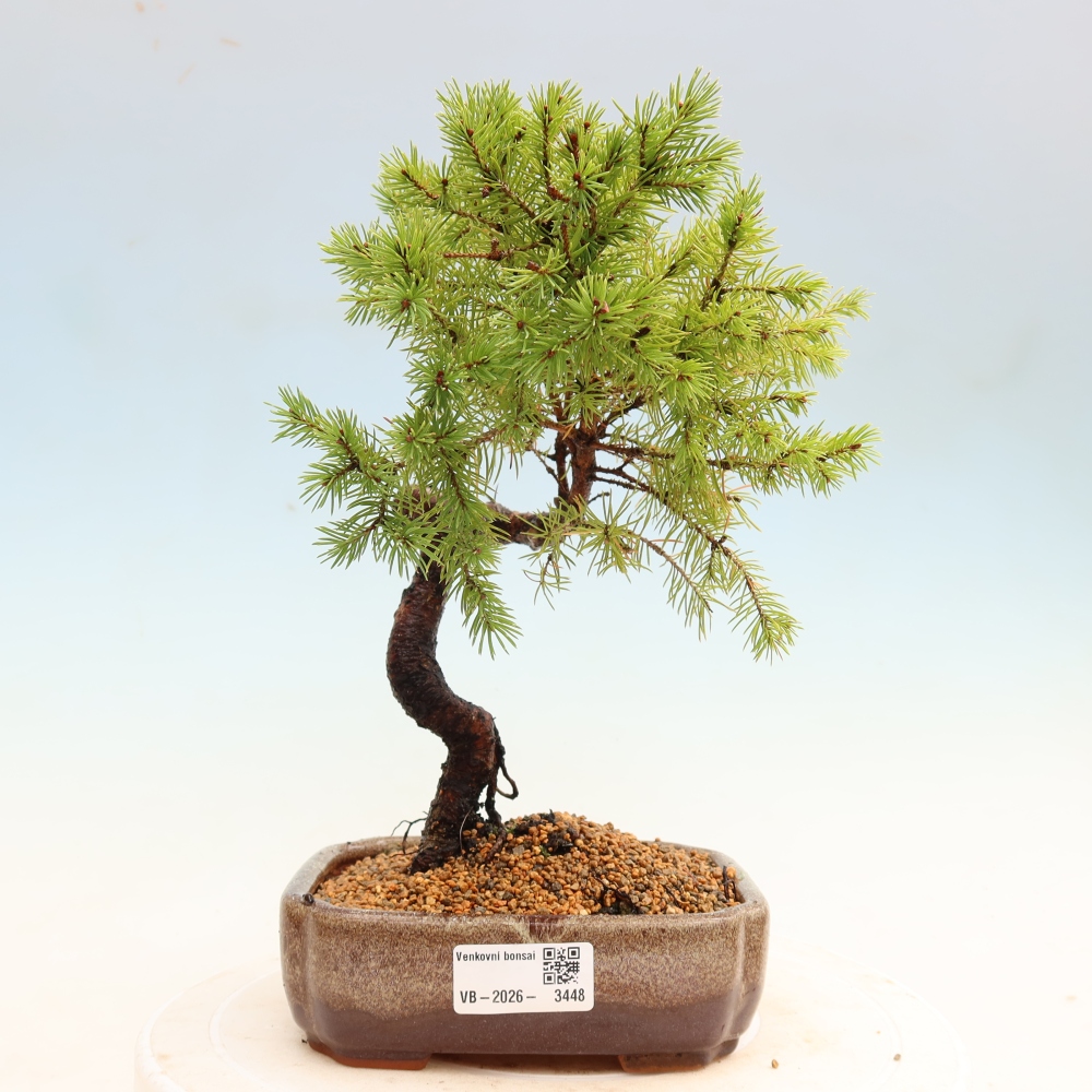 Venkovní bonsai- Smrk sivý - Picea glauca globe