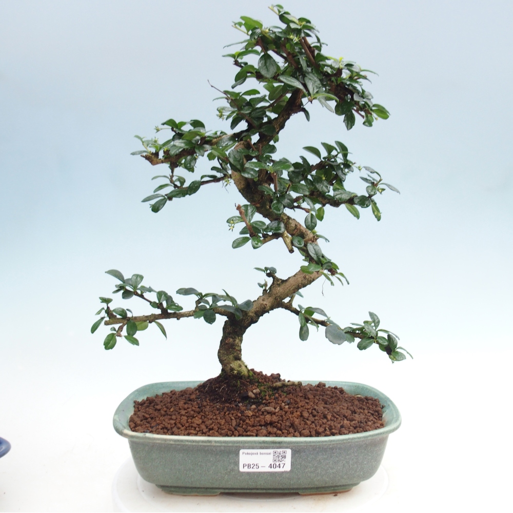Pokojová bonsai - Carmona macrophylla - Čaj fuki