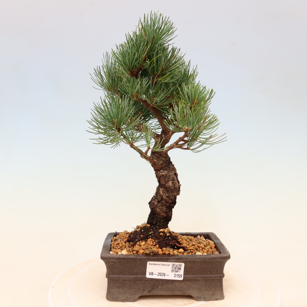Venkovní bonsai - Pinus parviflora - Borovice drobnokvětá