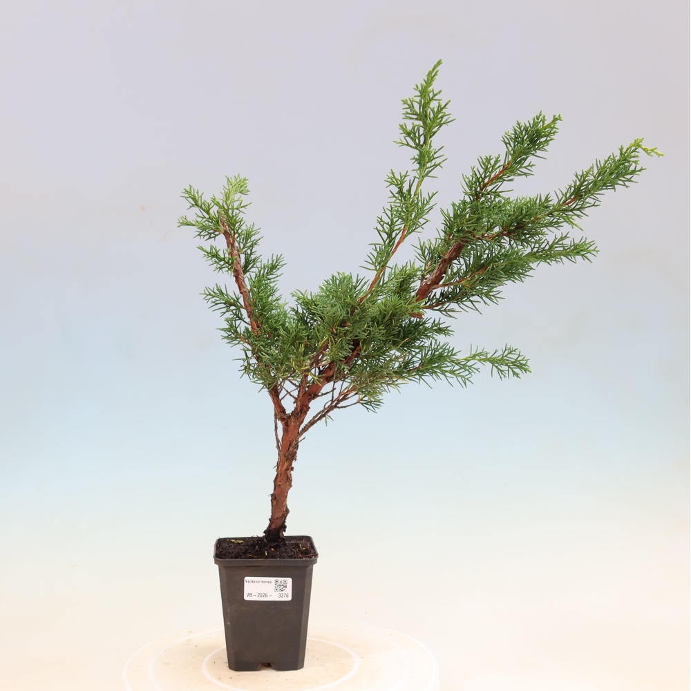 Venkovní bonsai - Juniperus chinensis Kishu -Jalovec čínský