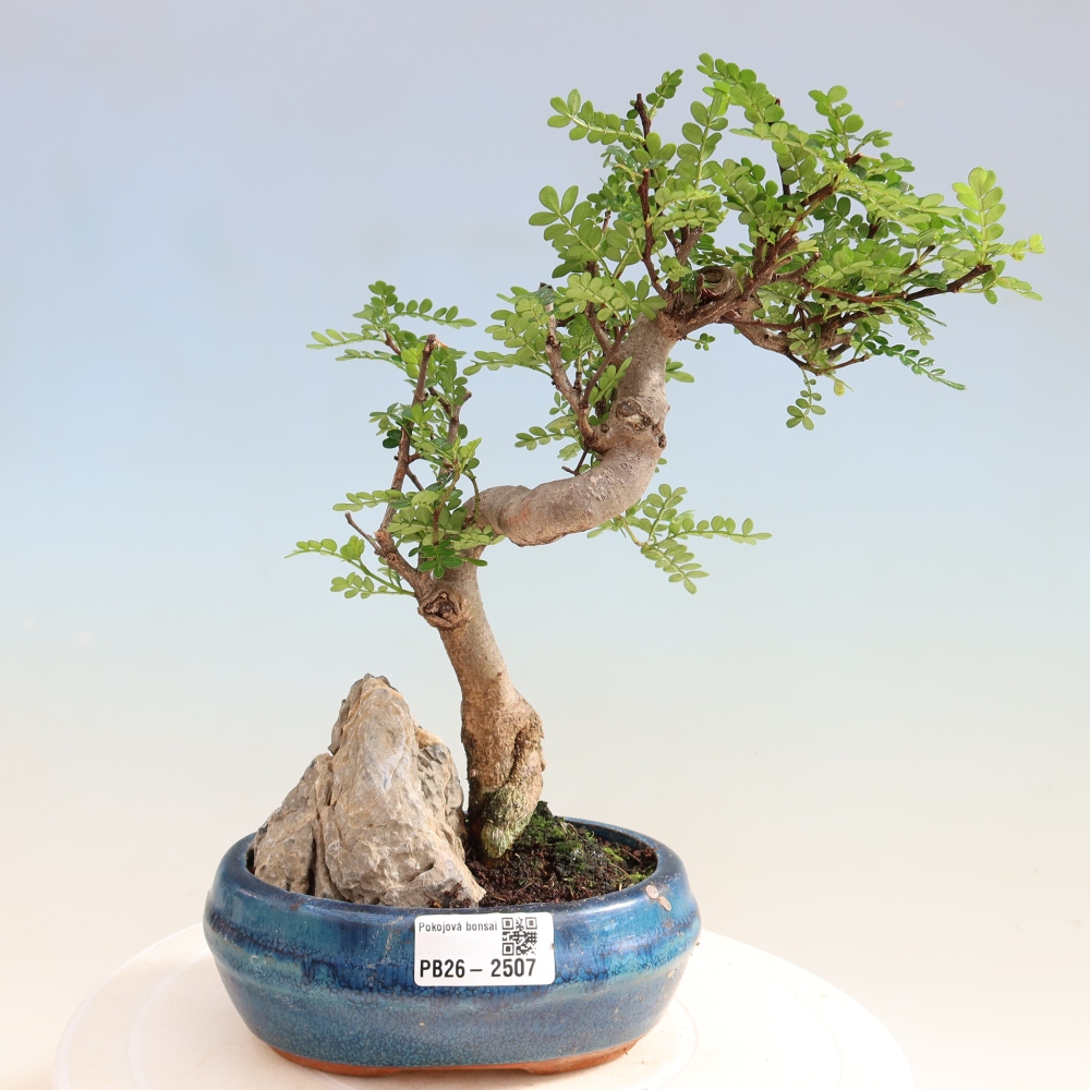 Pokojová bonsai - Zantoxylum piperitum - Pepřovník
