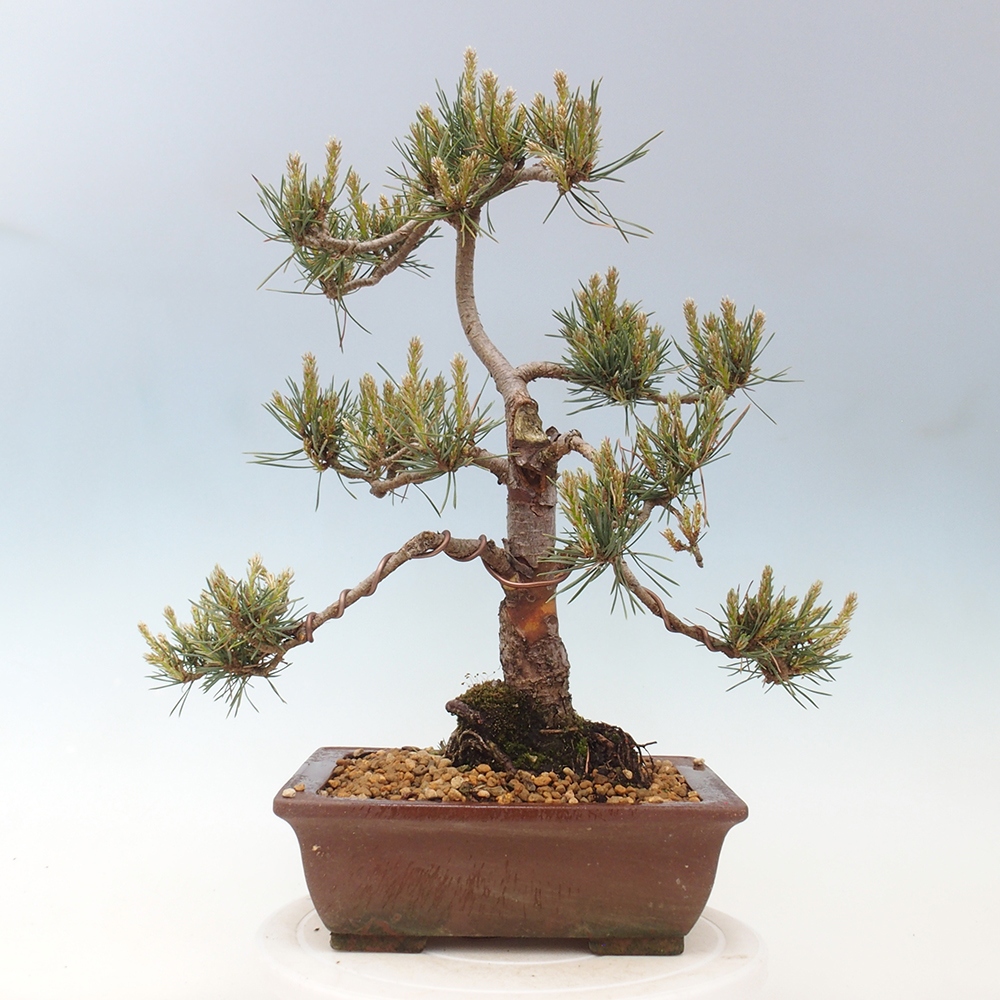 Venkovní bonsai - Pinus Sylvestris Watererri - Borovice lesní