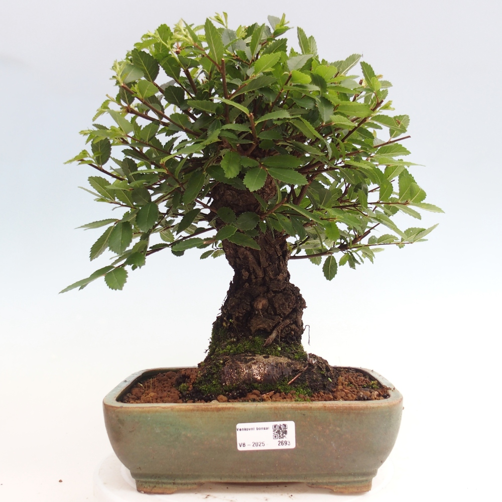 Venkovní bonsai - Zelkova - Zelkova NIRE