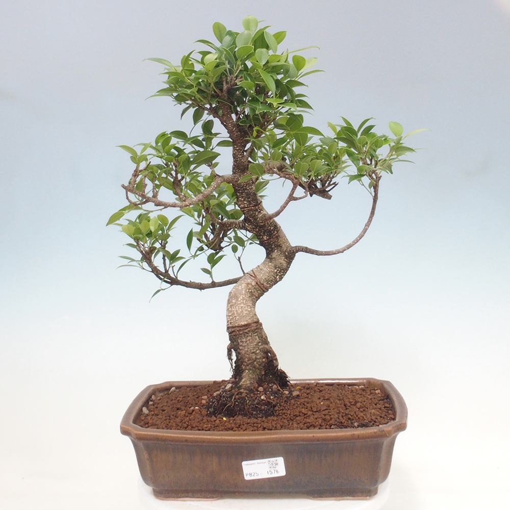 Pokojová bonsai - Ficus kimmen -  malolistý fíkus