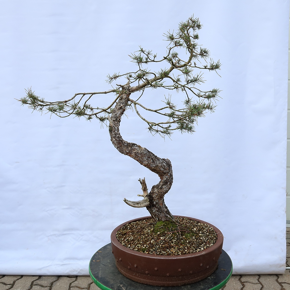 Pinus sylvestris Španělsko - borovice lesní