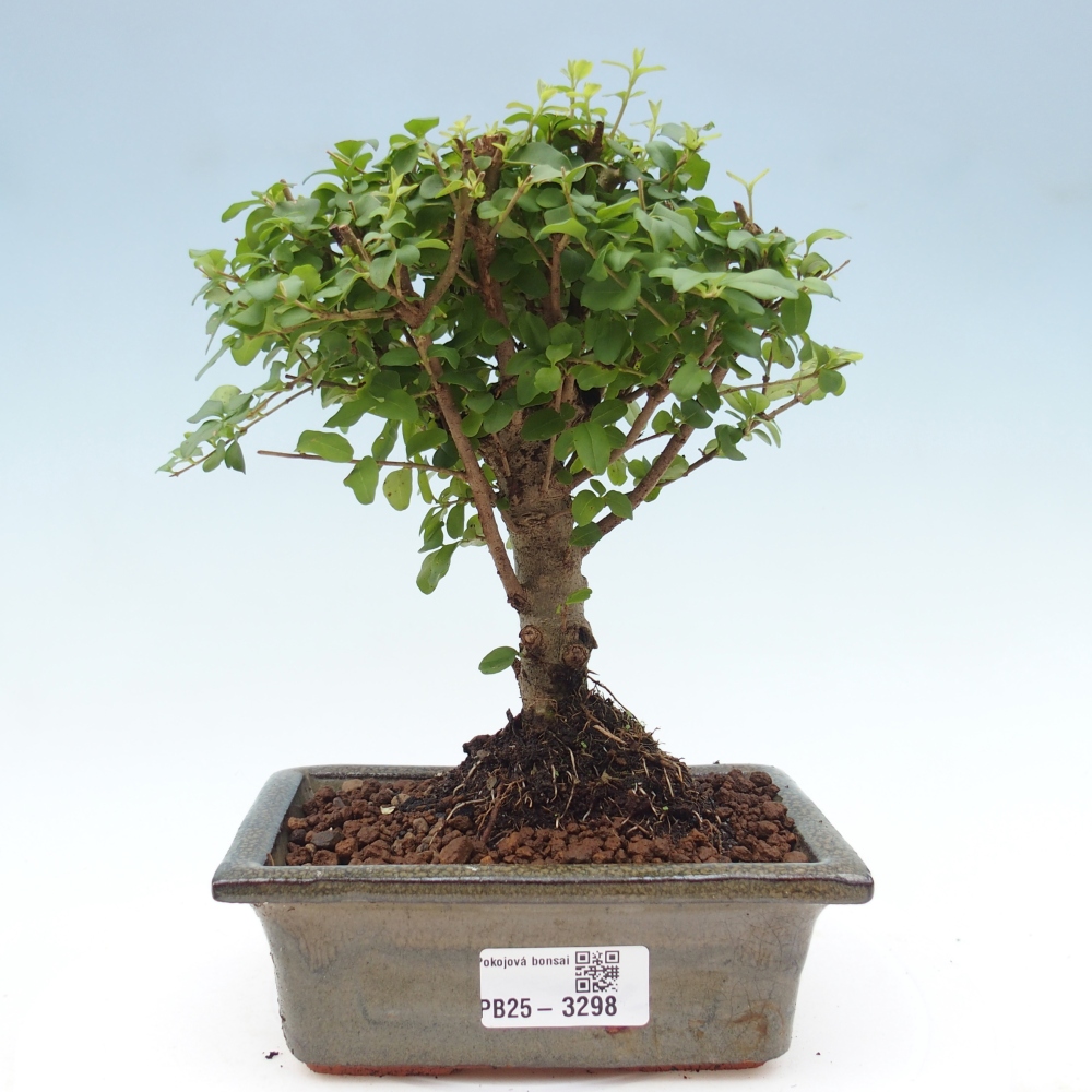 Pokojová bonsai -Ligustrum chinensis - Ptačí zob